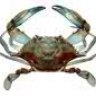 bluecrab